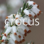 crocus.co.uk