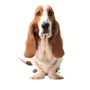 Hushpuppies